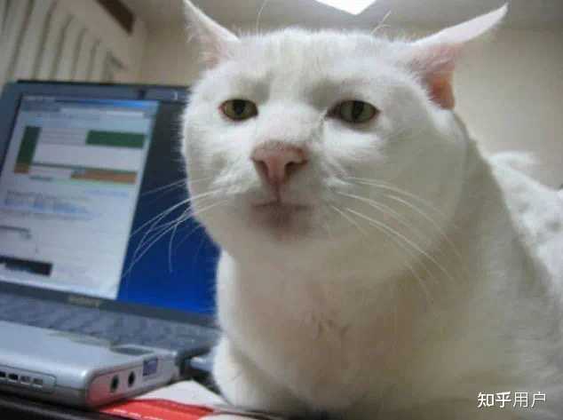 想看看丑丑的小猫咪，有哪些丑萌丑萌的猫猫图看嘛? - 知乎