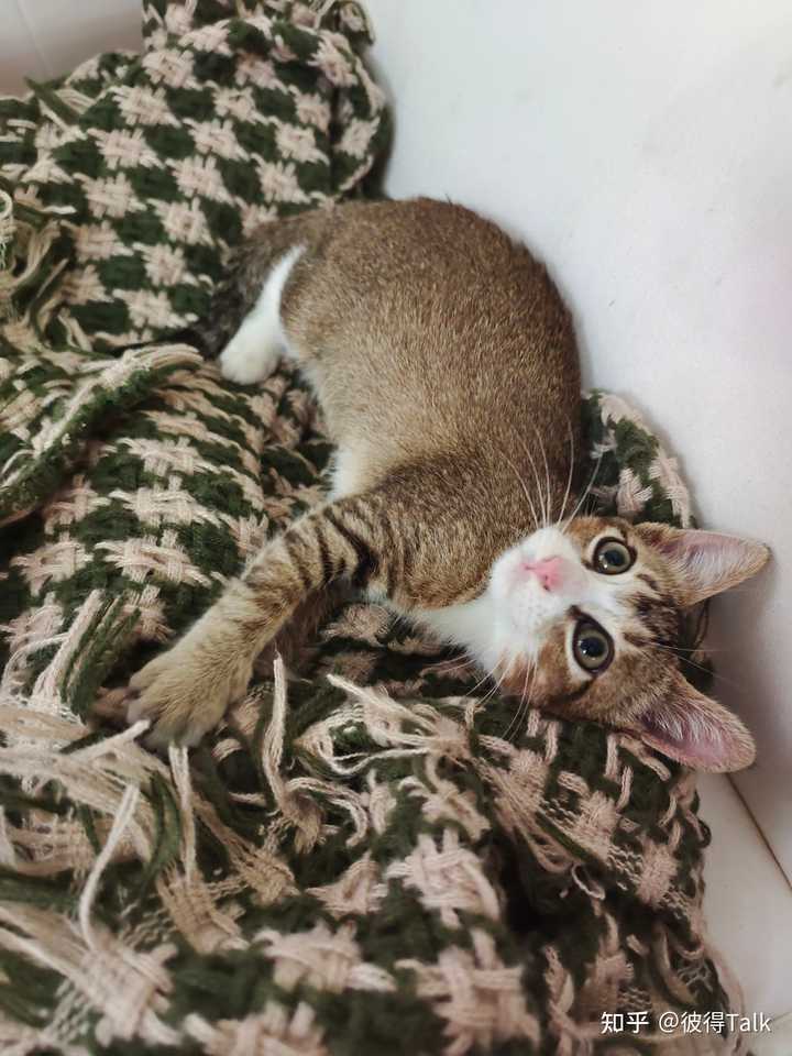 养雀猫(麻猫)是一种怎样的体验? - 知乎