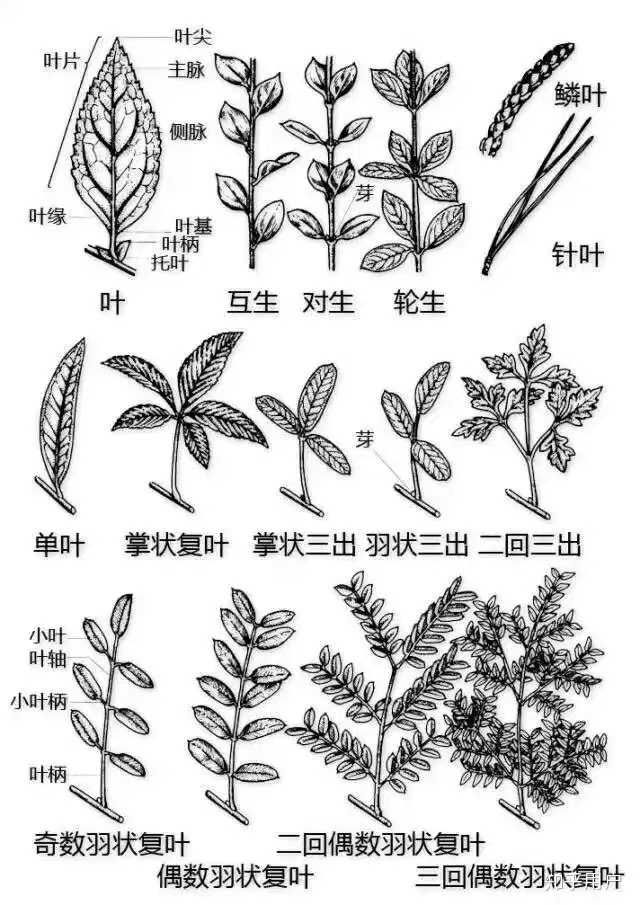 三回羽状复叶? - 知乎