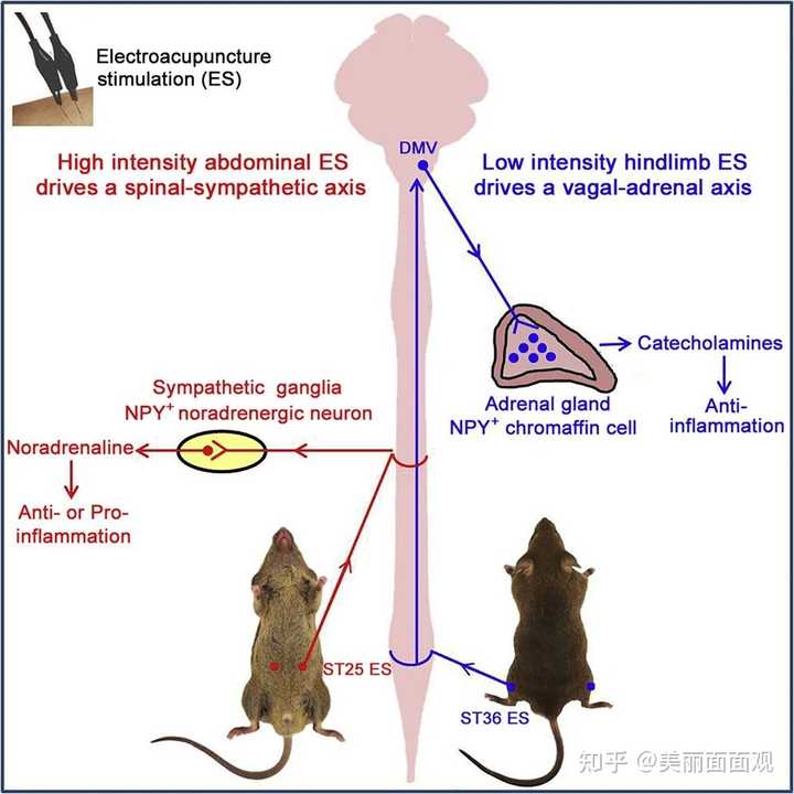 如何用科学方式解释中医的穴位？ 知乎