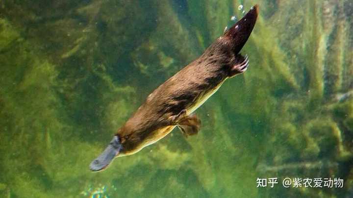 鸭嘴兽的生存条件是什么？ - 知乎