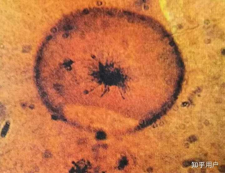 单细胞生物诞生于35亿年前是怎么推断出来的? - 知乎