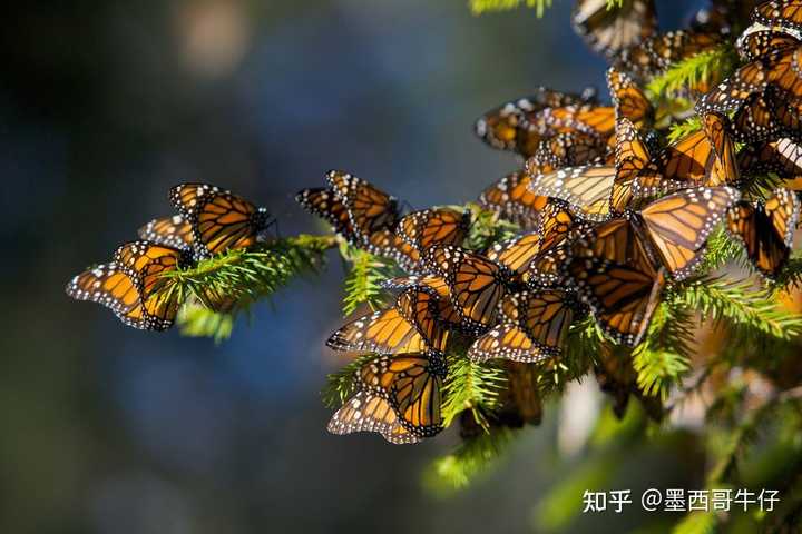 墨西哥最美的十个小镇 - 墨华网 (图13)