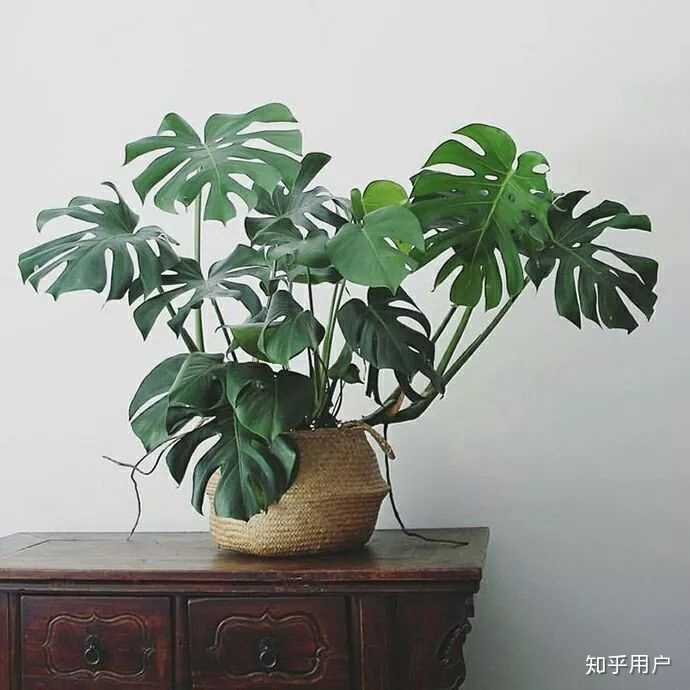 如何养好龟背竹? - 知乎