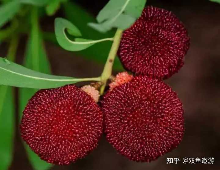 杨梅的食用功效有什么？ - 知乎