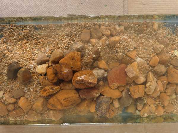 我是新手想养鱼，预算不超过200。有什么好的建议或者禁忌吗？