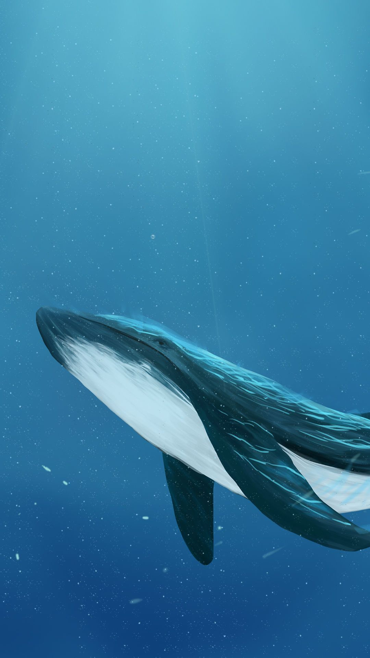 哪里可以找到可以用来当壁纸的鲸鱼 蓝鲸 图片呢 知乎