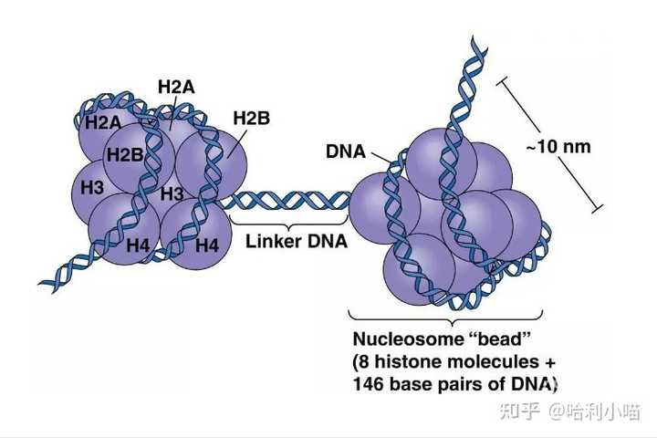 什么是「ATAC-seq 技术」？现在用于哪些生物学研究？ - 知乎