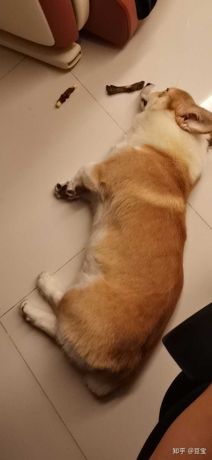 一只普通柯基大概多少钱？ - 知乎