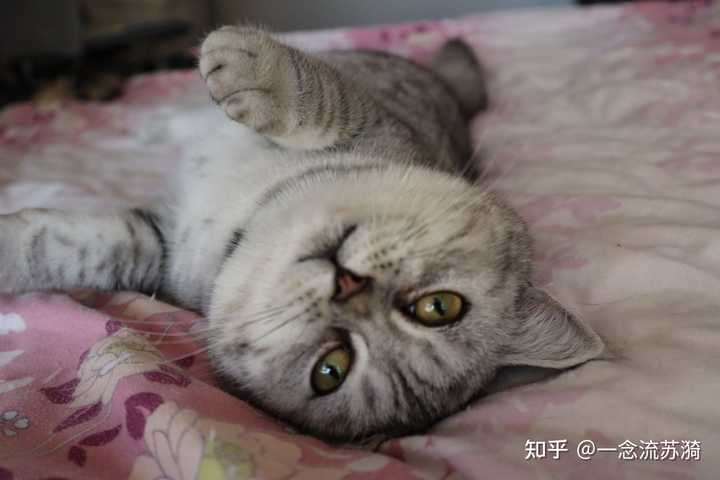 为什么自己家养的猫，生的猫仔那么难卖出去呀？ - 知乎