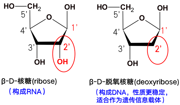 碱基高中生物(高中生物碱基有几种)  第1张