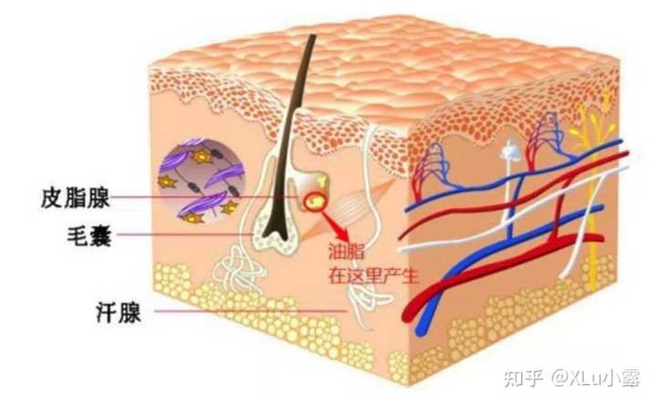 油敏皮肤是怎么引起的？ - 知乎