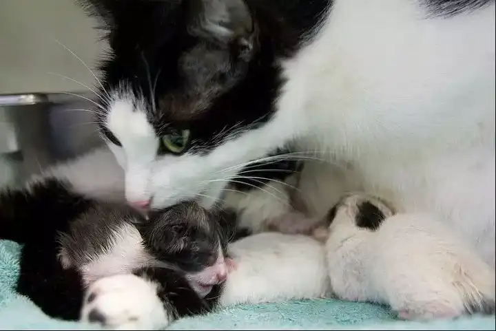 野生小猫被人摸了,母猫妈妈还会要它吗? - 知乎