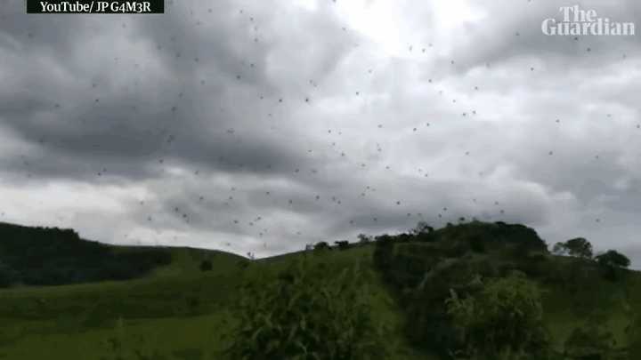 飞天蜘蛛是如何掌握飞行技巧的?