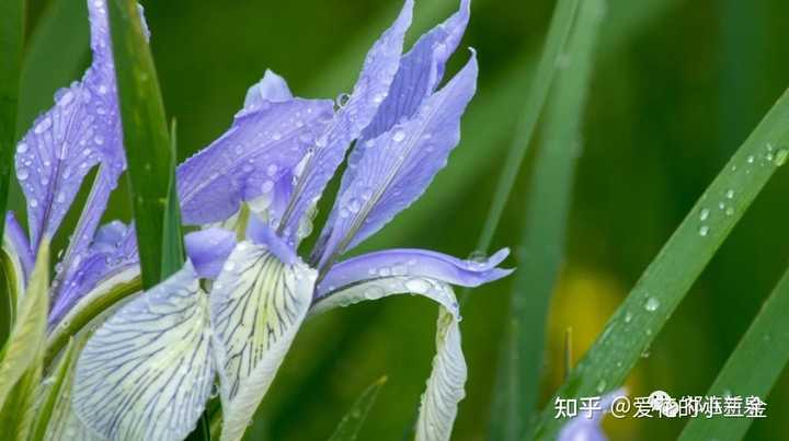 马兰花是什么花? - 知乎