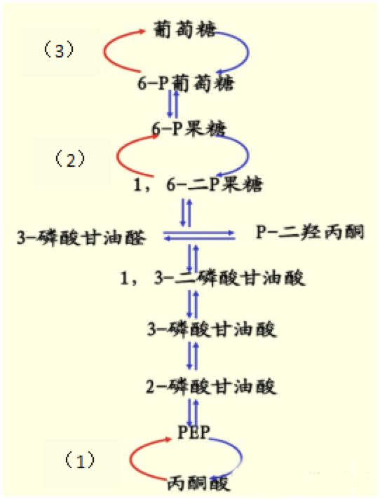 糖异生的原理是什么?有什么作用? - 知乎