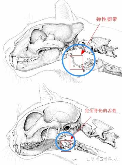 为什么猫咪生气时，会发出「哈」的声音？ - 知乎