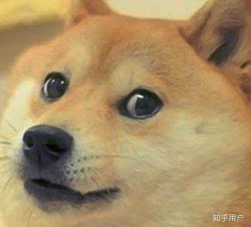 有什么比较权威的宠物科普、医疗、社区平台? - 知乎