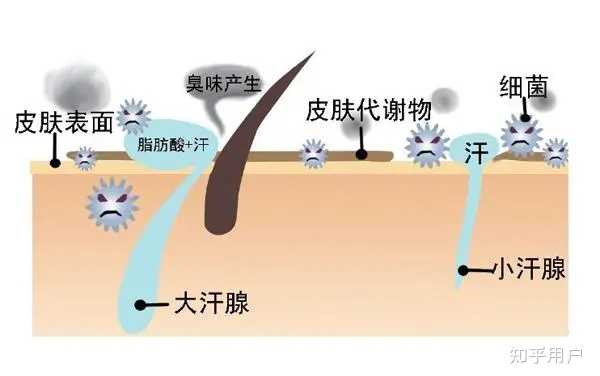 后天为什么会形成狐臭啊？ - 知乎