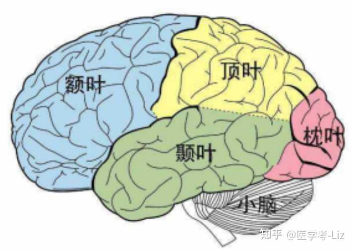 大脑枕叶(或各叶)的构造和功能? - 知乎