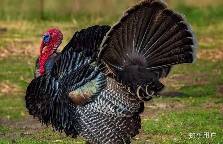 为什么土耳其和火鸡都是 turkey? - 知乎