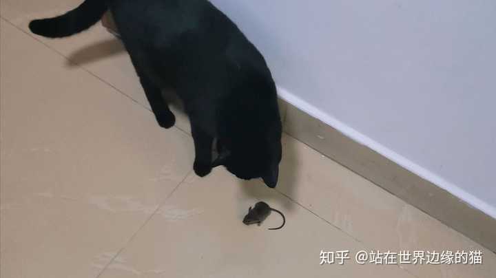什么是玄猫，什么样的人适合养玄猫，有什么禁忌吗？ - 知乎