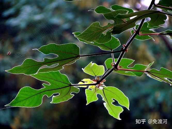 同一棵构树，为什么叶子不一样啊？ - 知乎