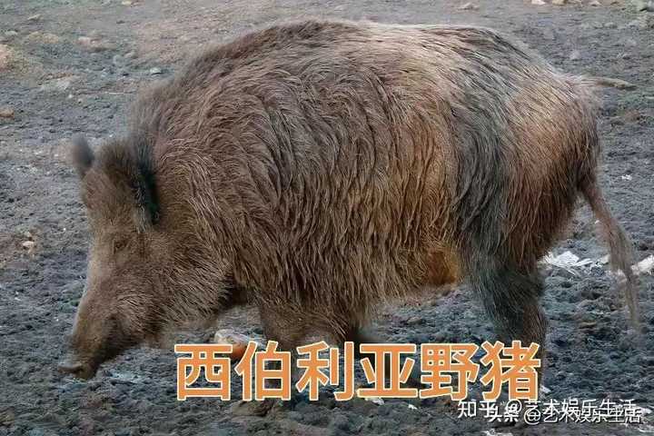 世界十大猪种是什么？各有什么特点？ 知乎 