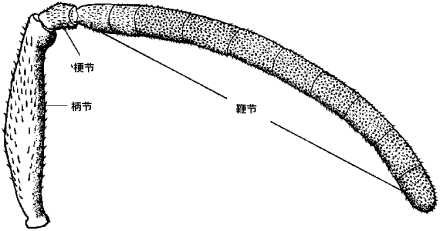 为什么昆虫都有触角? - 知乎