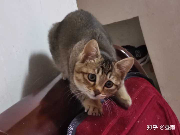 养雀猫(麻猫)是一种怎样的体验? - 知乎