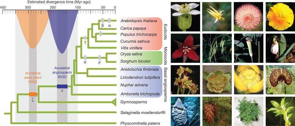 为什么植物单倍体或者多倍体甚至非整倍体都能活得好好的但是人就不行