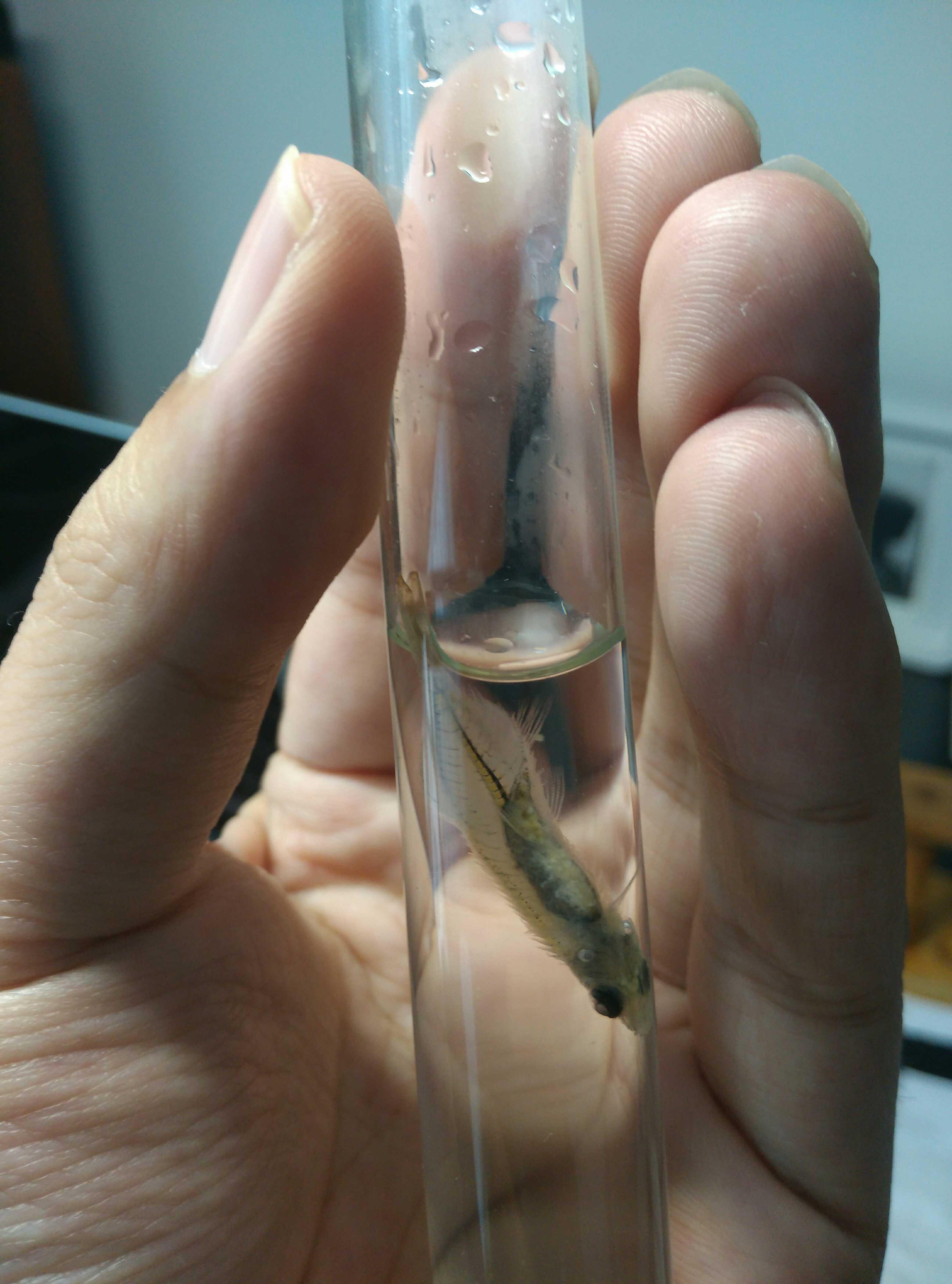 如何手工制作透明鱼骨标本? - 知乎