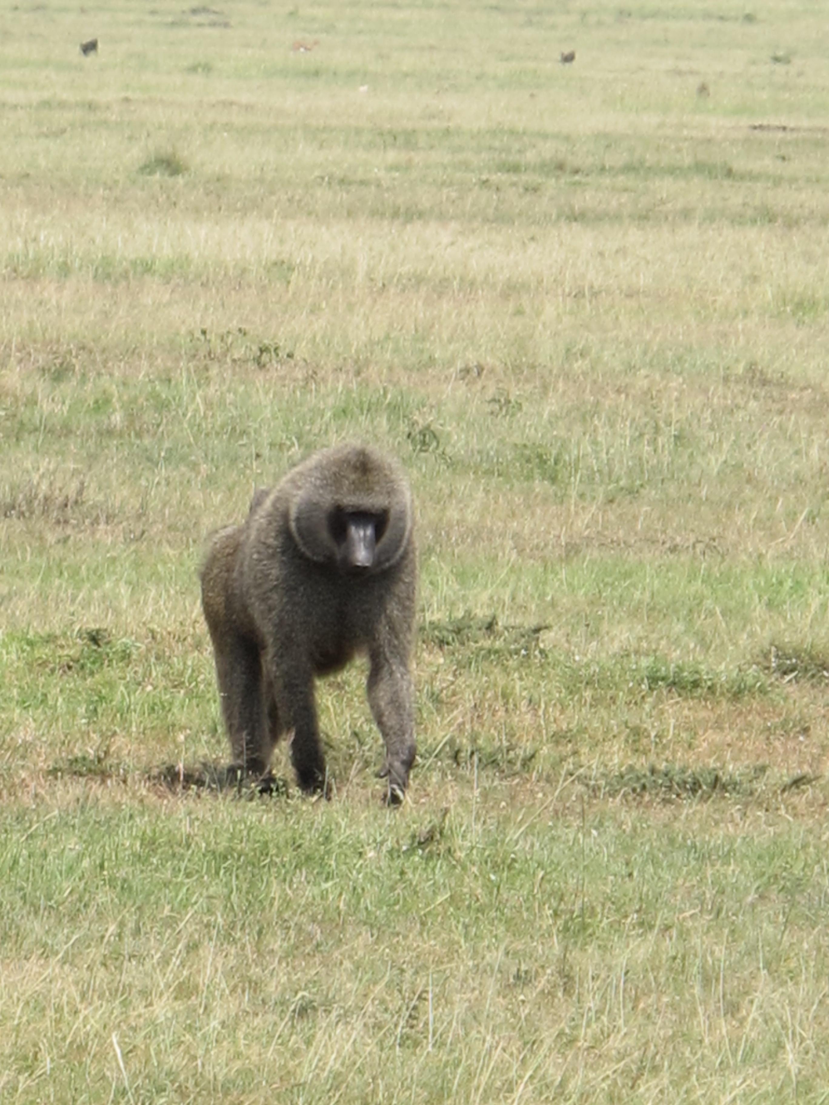 到非洲旅行带 8 岁小朋友同行有哪些需要注意的事项?