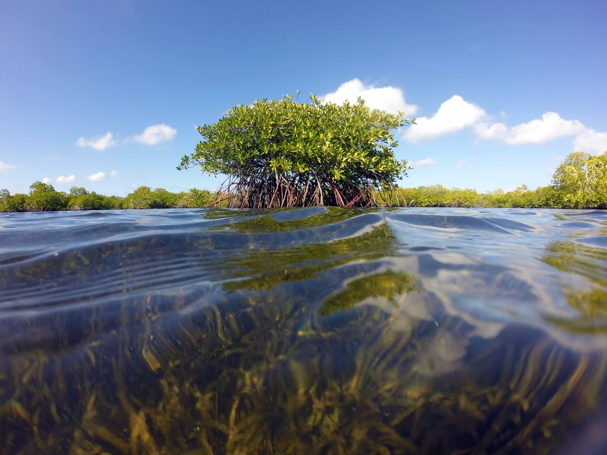 红树林都是绿色的为什么叫做红树林