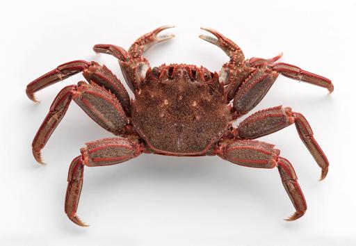 澳洲红蟹能吃吗?