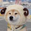 SD下海的杨大夫