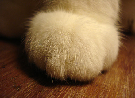 兔子的颜值可以多高