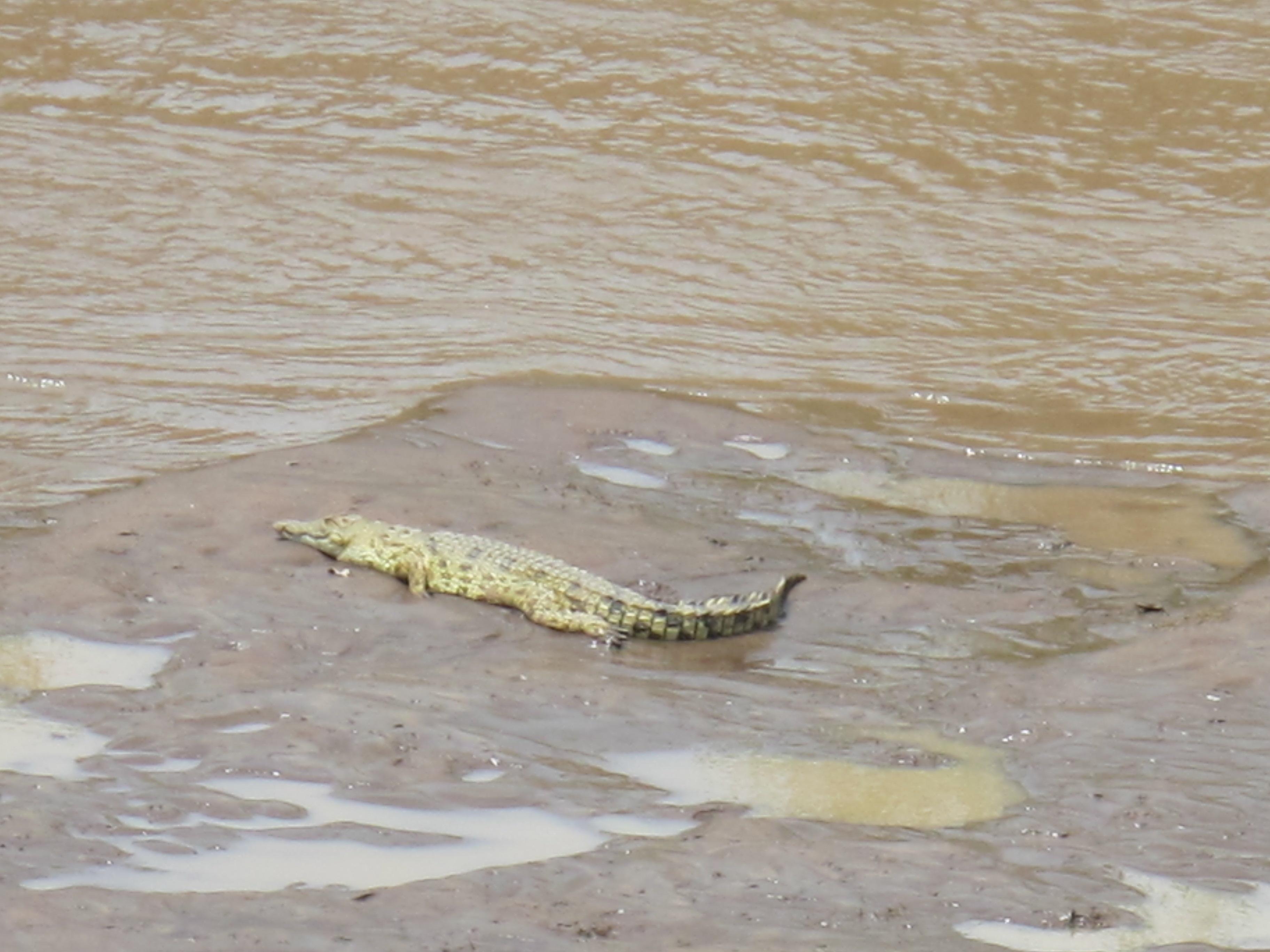 到非洲旅行带 8 岁小朋友同行有哪些需要注意的事项?