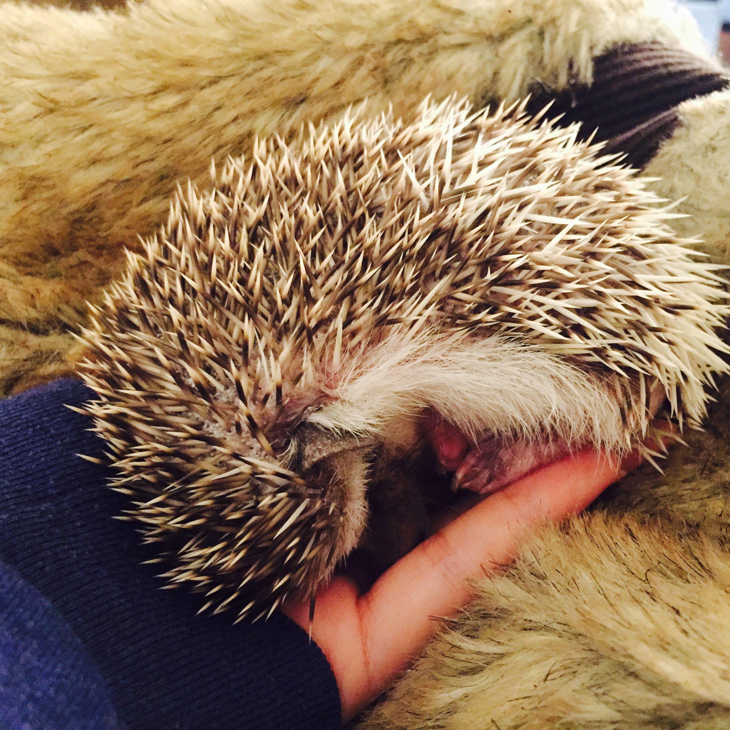 养刺猬是一个怎样的体验