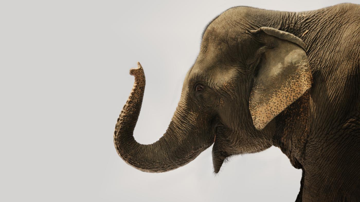 大象的鼻子有多少块肌肉