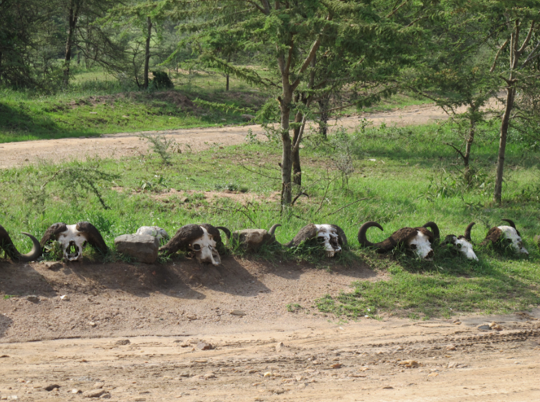 到非洲旅行带 8 岁小朋友同行有哪些需要注意的事项?