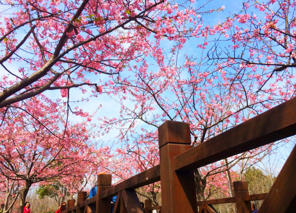 春天上海有哪些赏花的地方