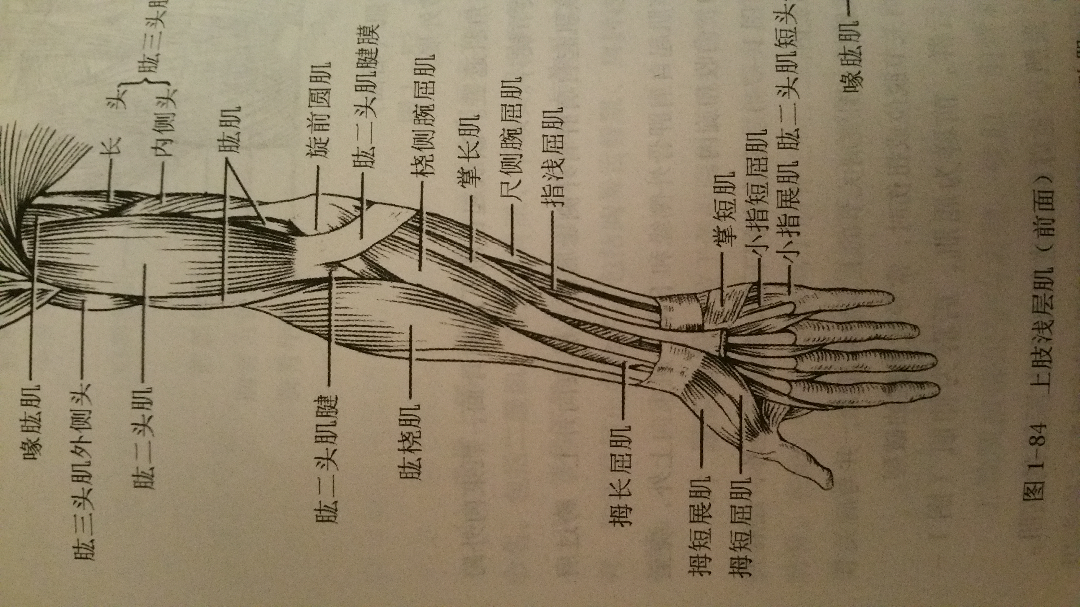骨间掌侧肌图片