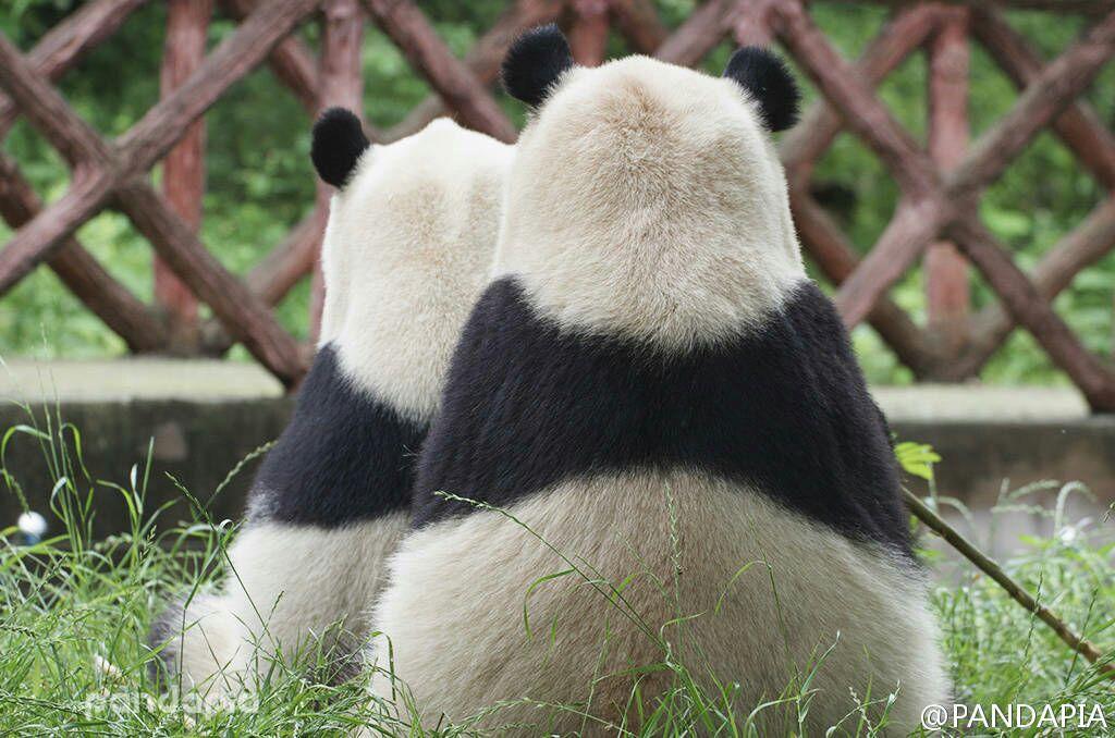 你有哪些熊猫背影的萌图