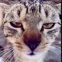 Zhihu profile picture for @lifecoach