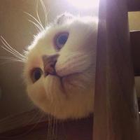 Zhihu profile picture for @semen