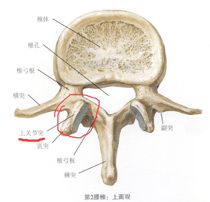 关节突关节位置图片