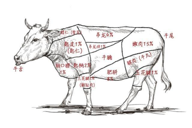 潮汕牛肉中的吊龙伴、脖仁、匙柄、五花趾、三花趾、匙仁、胸口朥等等都是哪些部位？ - 知乎
