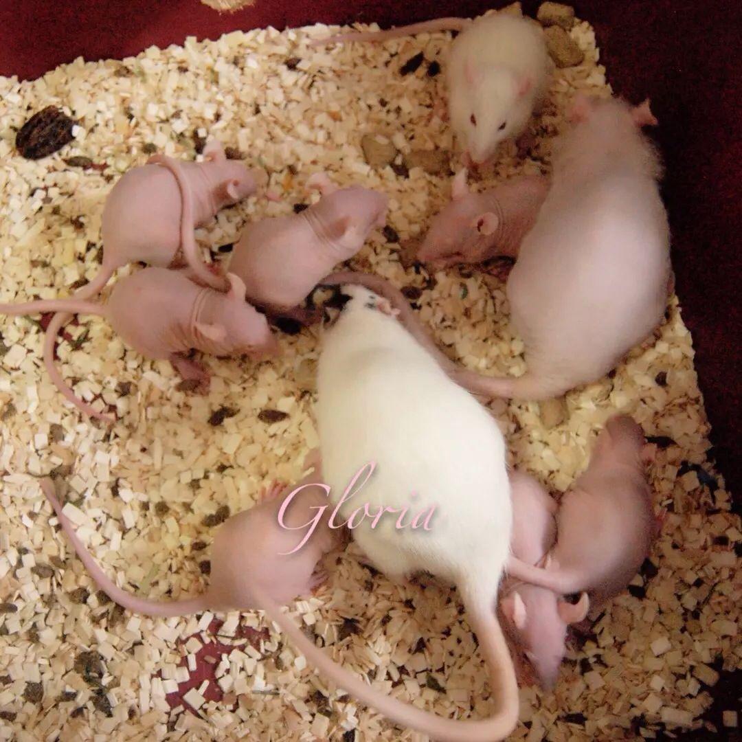 有养花枝鼠的吗应该怎么养花枝鼠呢