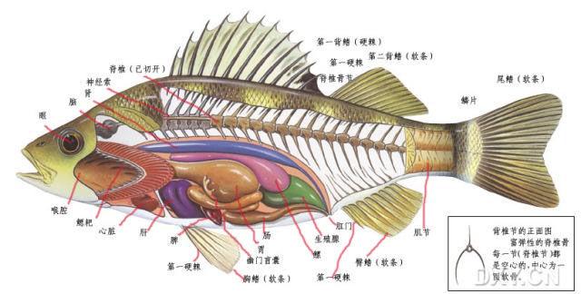 魚有腎麼